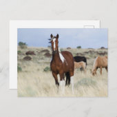 Wilde paarden, Steens-bergen Briefkaart (Voorkant / Achterkant)