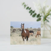 Wilde paarden, Steens-bergen Briefkaart (Staand voorkant)