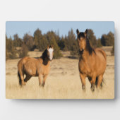 Wilde paarden, Steens-bergen Fotoplaat (voorkant)