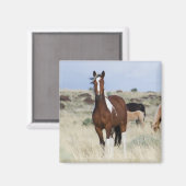 Wilde paarden, Steens-bergen Magneet (Voorkant / Achterkant)