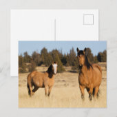 Wilde paarden, Steens Mountains Briefkaart (Voorkant / Achterkant)