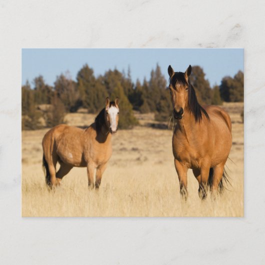 Wilde paarden, Steens Mountains Briefkaart (Voorkant)