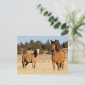 Wilde paarden, Steens Mountains Briefkaart (Staand voorkant)