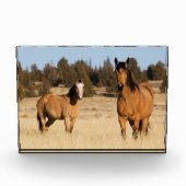 Wilde paarden, Steens Mountains Fotoblokken (Voorkant)