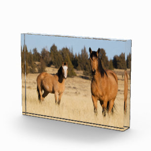 Wilde paarden, Steens Mountains Fotoblokken