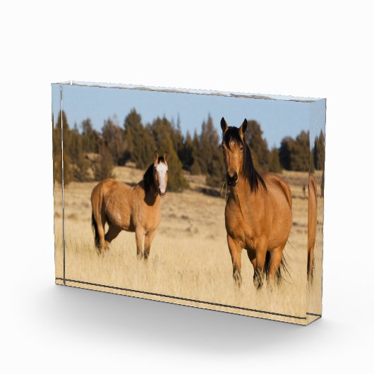 Wilde paarden, Steens Mountains Fotoblokken (Rechts)
