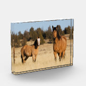 Wilde paarden, Steens Mountains Fotoblokken (Links)