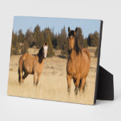 Wilde paarden, Steens Mountains Fotoplaat (Zijkant)