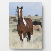 Wilde paarden, Steens Mountains Fotoplaat (voorkant)
