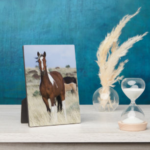 Wilde paarden, Steens Mountains Fotoplaat