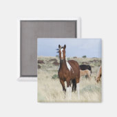 Wilde paarden, Steens Mountains Magneet (Voorkant / Achterkant)