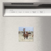 Wilde paarden, Steens Mountains Magneet (Insitu (Vaatwasser))