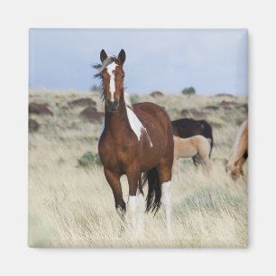 Wilde paarden, Steens Mountains Magneet