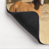 Wilde paarden, Steens Mountains Muismat (Hoek)