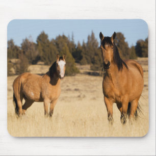 Wilde paarden, Steens Mountains Muismat