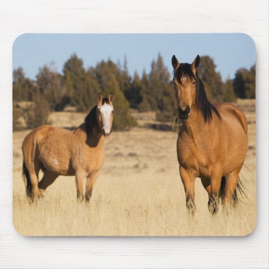 Wilde paarden, Steens Mountains Muismat (Voorkant)