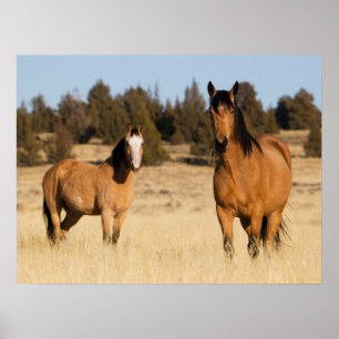 Wilde paarden, Steens Mountains Poster
