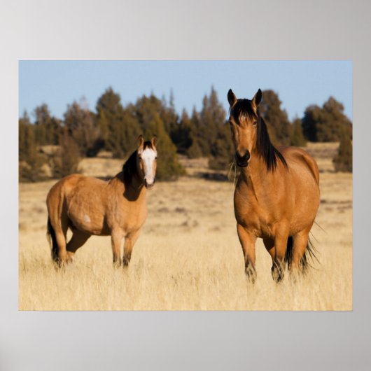 Wilde paarden, Steens Mountains Poster (Voorkant)