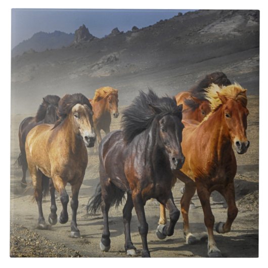 Wilde paarden tegeltje (Voorkant)