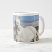 Wilde paarden thuis in het Sandwash-bekken Grote Koffiekop (Voorkant rechts)