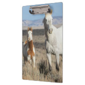 Wilde paarden thuis in het Sandwash-bekken Klembord (Links)