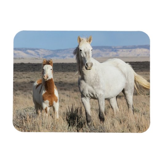 Wilde paarden thuis in het Sandwash-bekken Magneet (Horizontaal)