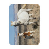 Wilde paarden thuis in het Sandwash-bekken Magneet (Verticaal)