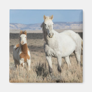Wilde paarden thuis in het Sandwash-bekken Magneet