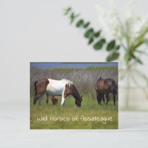 Wilde paarden van Assateague-ansichtkaart Briefkaart