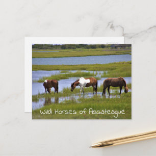 Wilde paarden van Assateague-ansichtkaart Briefkaart