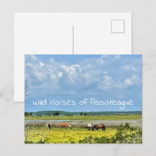 Wilde paarden van Assateague-ansichtkaart Briefkaart