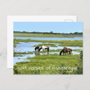 Wilde paarden van Assateague Briefkaart