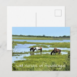 Wilde paarden van Assateague  Briefkaart