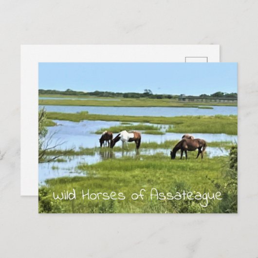 Wilde paarden van Assateague Briefkaart (Voorkant / Achterkant)