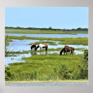 Wilde paarden van Assateague Poster