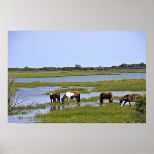 Wilde paarden van Assateague poster