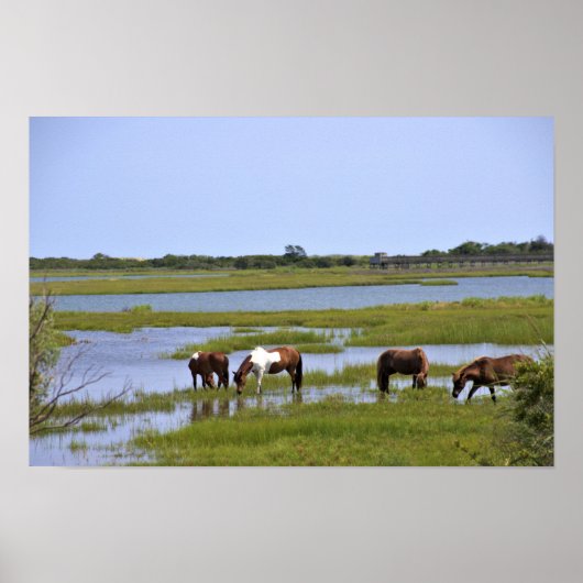 Wilde paarden van Assateague poster (Voorkant)