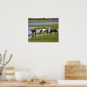 Wilde paarden van Assateague poster (Keuken)