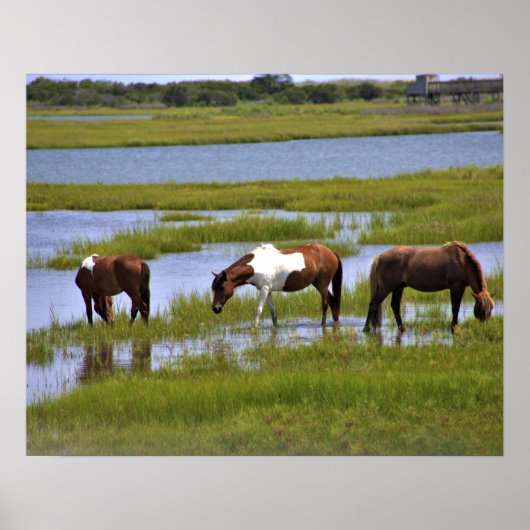 Wilde paarden van Assateague poster (Voorkant)