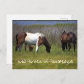 Wilde paarden van het Briefkaart van Assateague (Voorkant / Achterkant)