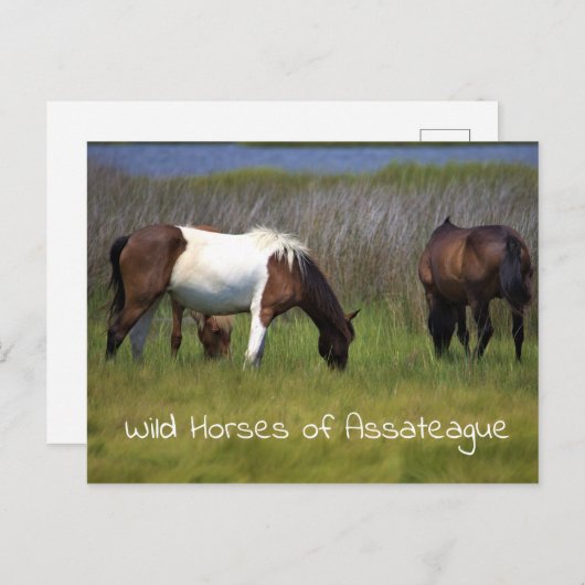 Wilde paarden van het Briefkaart van Assateague (Voorkant / Achterkant)