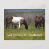 Wilde paarden van het Briefkaart van Assateague (Voorkant)