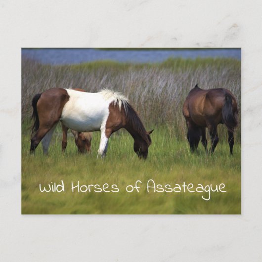 Wilde paarden van het Briefkaart van Assateague (Voorkant)