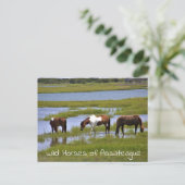 Wilde paarden van het Briefkaart van Assateague (Staand voorkant)