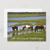 Wilde paarden van het Briefkaart van Assateague (Voorkant / Achterkant)