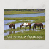 Wilde paarden van het Briefkaart van Assateague (Voorkant)