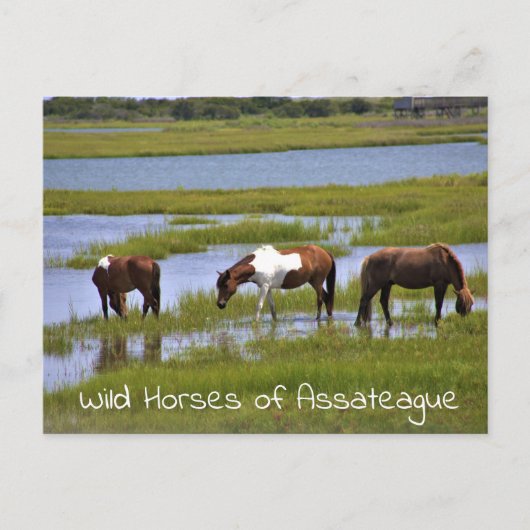 Wilde paarden van het Briefkaart van Assateague (Voorkant)