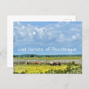 Wilde paarden van het Briefkaart van Assateague