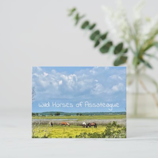 Wilde paarden van het Briefkaart van Assateague (Staand voorkant)