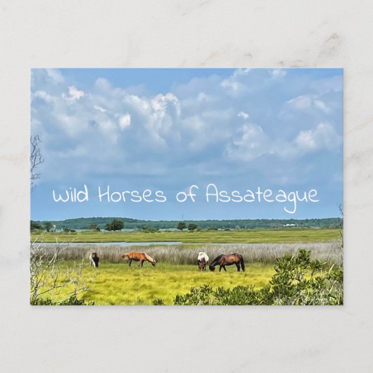 Wilde paarden van het Briefkaart van Assateague (Voorkant)